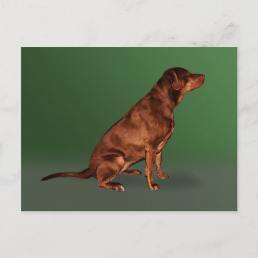 Labrador Retriever Dog Briefkaart (Voorkant)