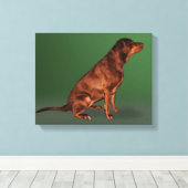 Labrador Retriever Dog Canvas Print (Insitu (Houten vloer))