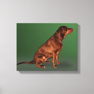 Labrador Retriever Dog Canvas Print