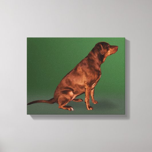 Labrador Retriever Dog Canvas Print (Voorkant)