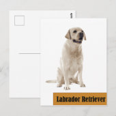 Labrador Retriever Dog foto Briefkaart (Voorkant / Achterkant)