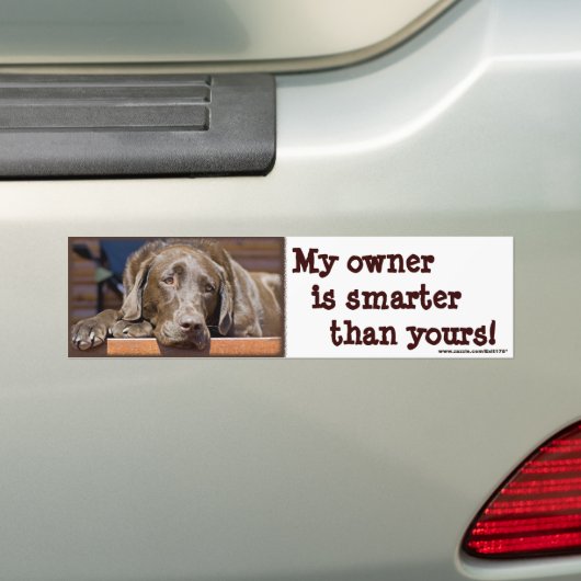 Labrador Retriever Dog Fotografie Funny Bumpersticker (Op auto)