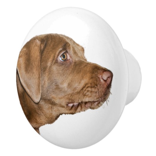 Labrador Retriever Dog,  Keramische Knop (Rechts)