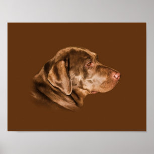 Labrador Retriever Dog,  Poster