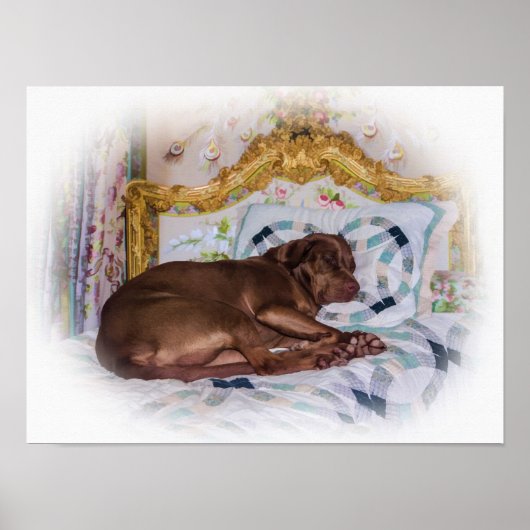 Labrador Retriever Dog, Slapen Poster (Voorkant)