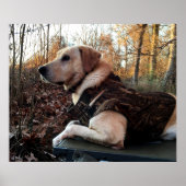 Labrador Retriever Duck Hunter's ultimate Weapon Poster (Voorkant)