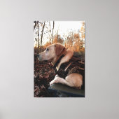 Labrador Retriever Duck Missile op de lanceringspa Canvas Afdruk (Voorkant)
