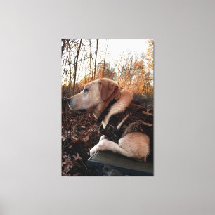 Labrador Retriever Duck Missile op de lanceringspa Canvas Afdruk