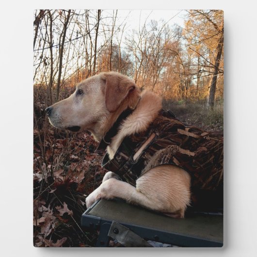 Labrador Retriever Duck Missile op de lanceringspa Fotoplaat (Voorkant)