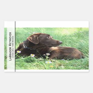 Labrador Retriever en paarse bloemen Rechthoekige Sticker