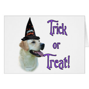 Labrador Retriever (geel) Trick