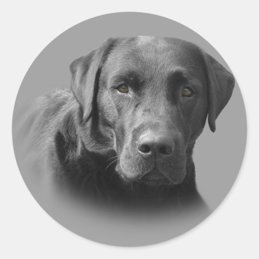 Labrador Retriever Geweldige Sticker (Voorkant)