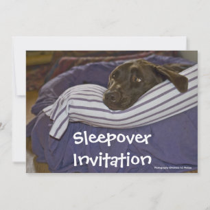 Labrador Retriever in bed Kaart