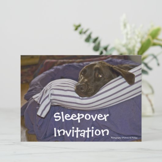 Labrador Retriever in bed Kaart (Staand voorkant)