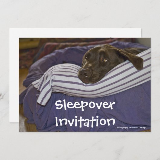 Labrador Retriever in bed Kaart (Voorkant / Achterkant)