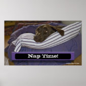 Labrador Retriever in bed Poster (Voorkant)
