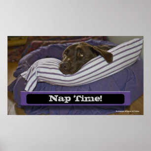 Labrador Retriever in bed Poster