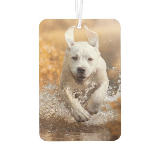 Labrador Retriever in River Air Freshener Luchtverfrisser (Achterkant)