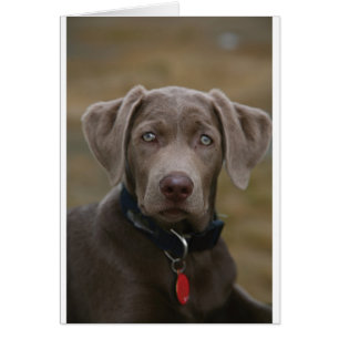 Labrador Retriever in zeldzame lichte zilver