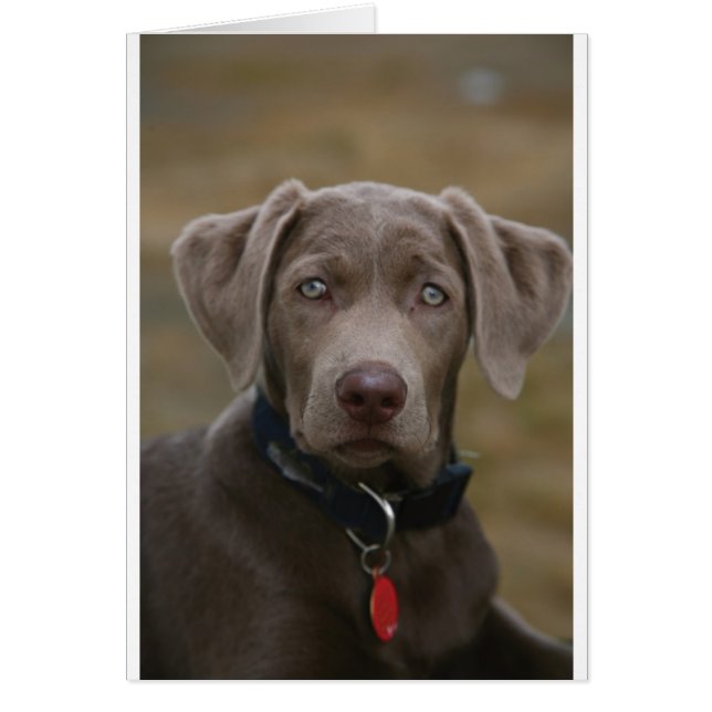 Labrador Retriever in zeldzame lichte zilver (Voorkant)