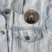 Labrador Retriever in zeldzame lichte zilver Ronde Button 5,7 Cm (In situ)