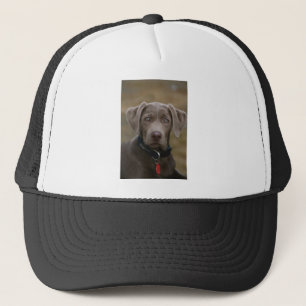 Labrador Retriever in zeldzame lichte zilver Trucker Pet
