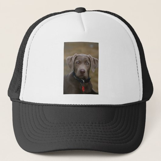 Labrador Retriever in zeldzame lichte zilver Trucker Pet (Voorkant)
