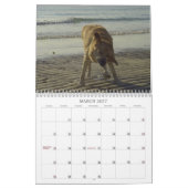 Labrador Retriever kalender 2011 (Mar 2027)