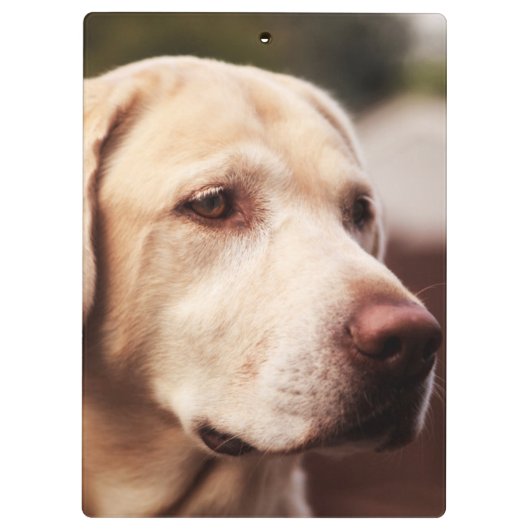 Labrador Retriever Klembord (Achterkant)