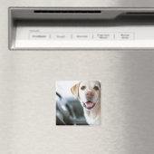 Labrador Retriever Magneet (Insitu (Vaatwasser))