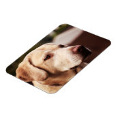 Labrador Retriever Magneet (Linkerzijde)