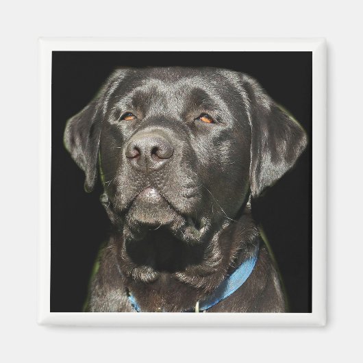 Labrador Retriever Magnet (Voorkant)