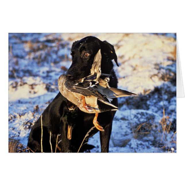 Labrador Retriever met Drake Mallard (Voorkant Horizontaal)