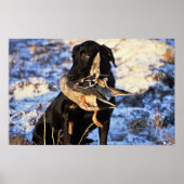 Labrador Retriever met Drake Mallard Poster (Voorkant)