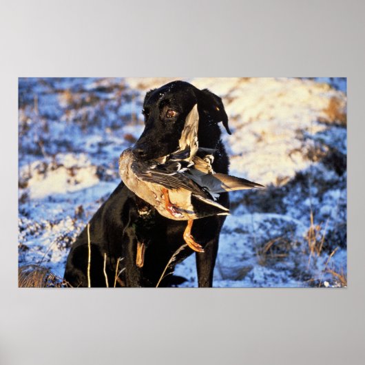 Labrador Retriever met Drake Mallard Poster (Voorkant)