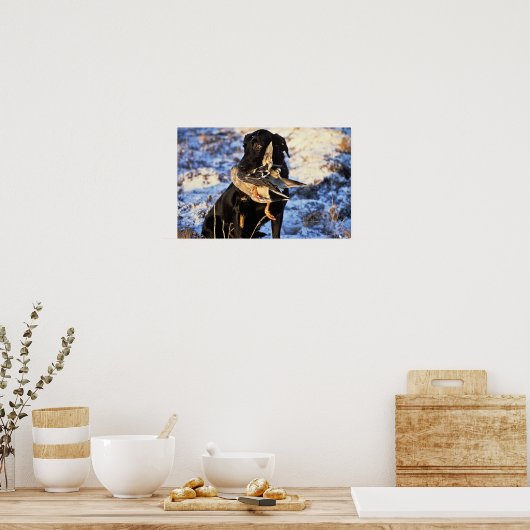 Labrador Retriever met Drake Mallard Poster (Keuken)