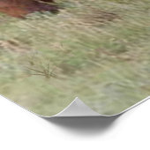 Labrador Retriever met Poster voor paarden (Hoek)