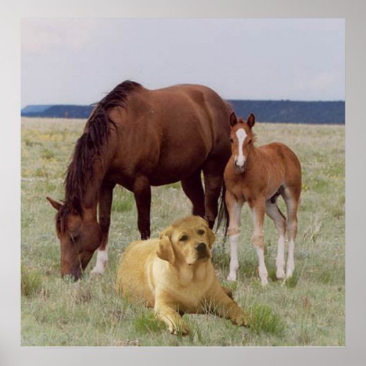 Labrador Retriever met Poster voor paarden (Voorkant)