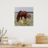 Labrador Retriever met Poster voor paarden (Keuken)