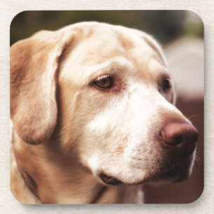 Labrador Retriever Onderzetter