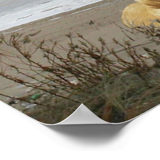 Labrador Retriever op het strand Poster (Hoek)