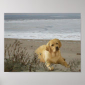 Labrador Retriever op het strand Poster (Voorkant)