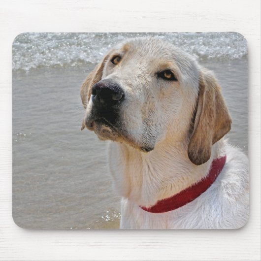 Labrador Retriever op strand Muismat (Voorkant)