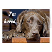 Labrador Retriever Photo Get Well Sjabloon (Voorkant Horizontaal)