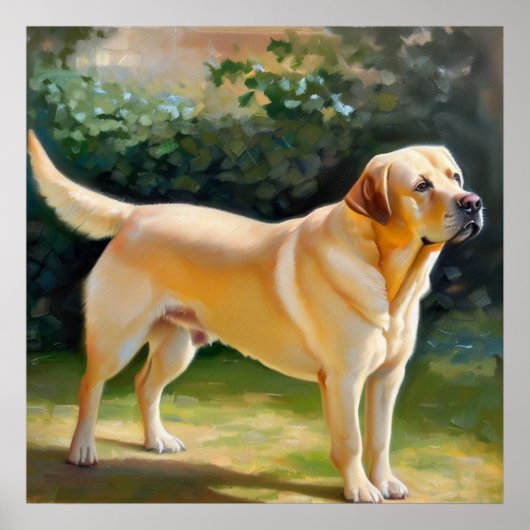 Labrador Retriever Poster (Voorkant)