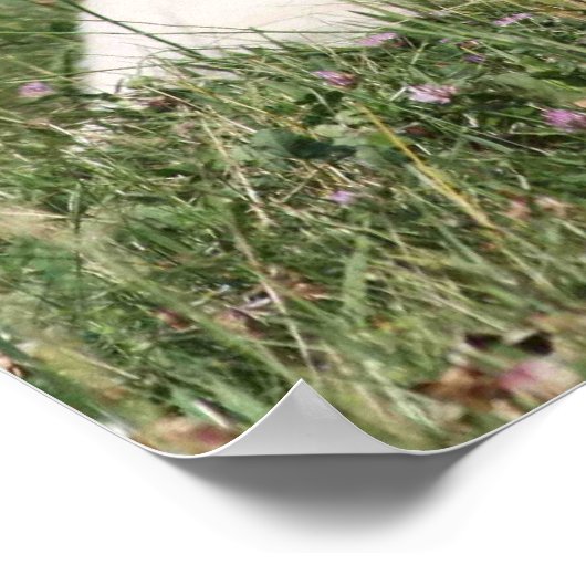 Labrador Retriever Poster (Hoek)