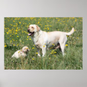 Labrador Retriever Poster (Voorkant)