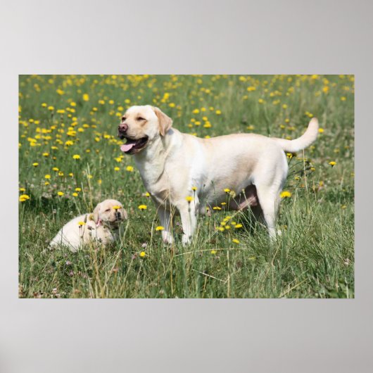 Labrador Retriever Poster (Voorkant)