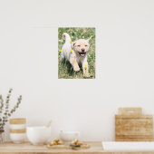 Labrador Retriever Poster (Keuken)