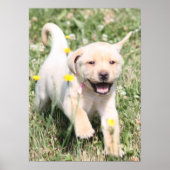 Labrador Retriever Poster (Voorkant)